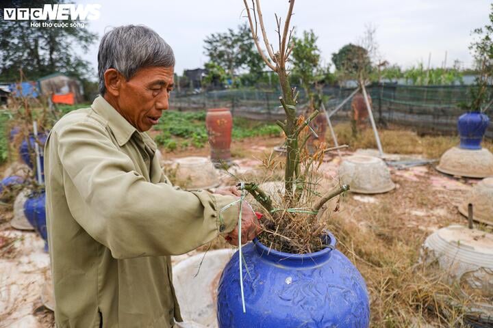 Bị bão lũ lịch sử tàn phá, đào, quất cảnh Hà Nội có kịp đón Tết Nguyên đán?- Ảnh 7.