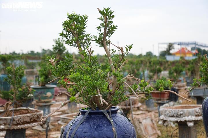 Bị bão lũ lịch sử tàn phá, đào, quất cảnh Hà Nội có kịp đón Tết Nguyên đán?- Ảnh 3.