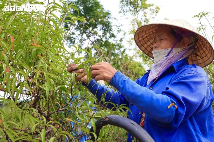 Bị bão lũ lịch sử tàn phá, đào, quất cảnh Hà Nội có kịp đón Tết Nguyên đán?- Ảnh 19.