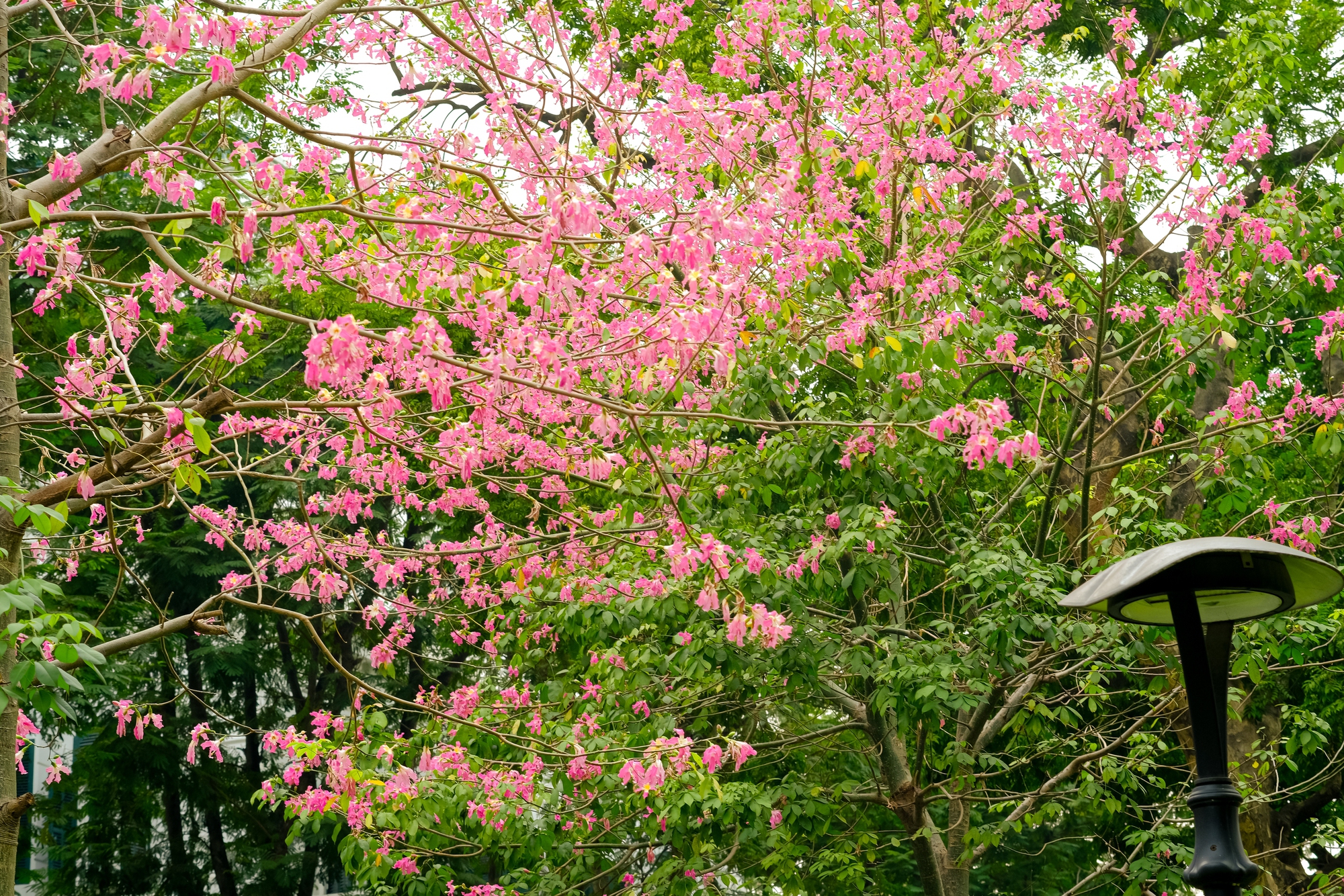 Lo&agrave;i hoa mỹ nh&acirc;n khoe sắc giữa m&ugrave;a đ&ocirc;ng H&agrave; Nội, nhiều người giật m&igrave;nh v&igrave; lần đầu nghe t&ecirc;n- Ảnh 3.