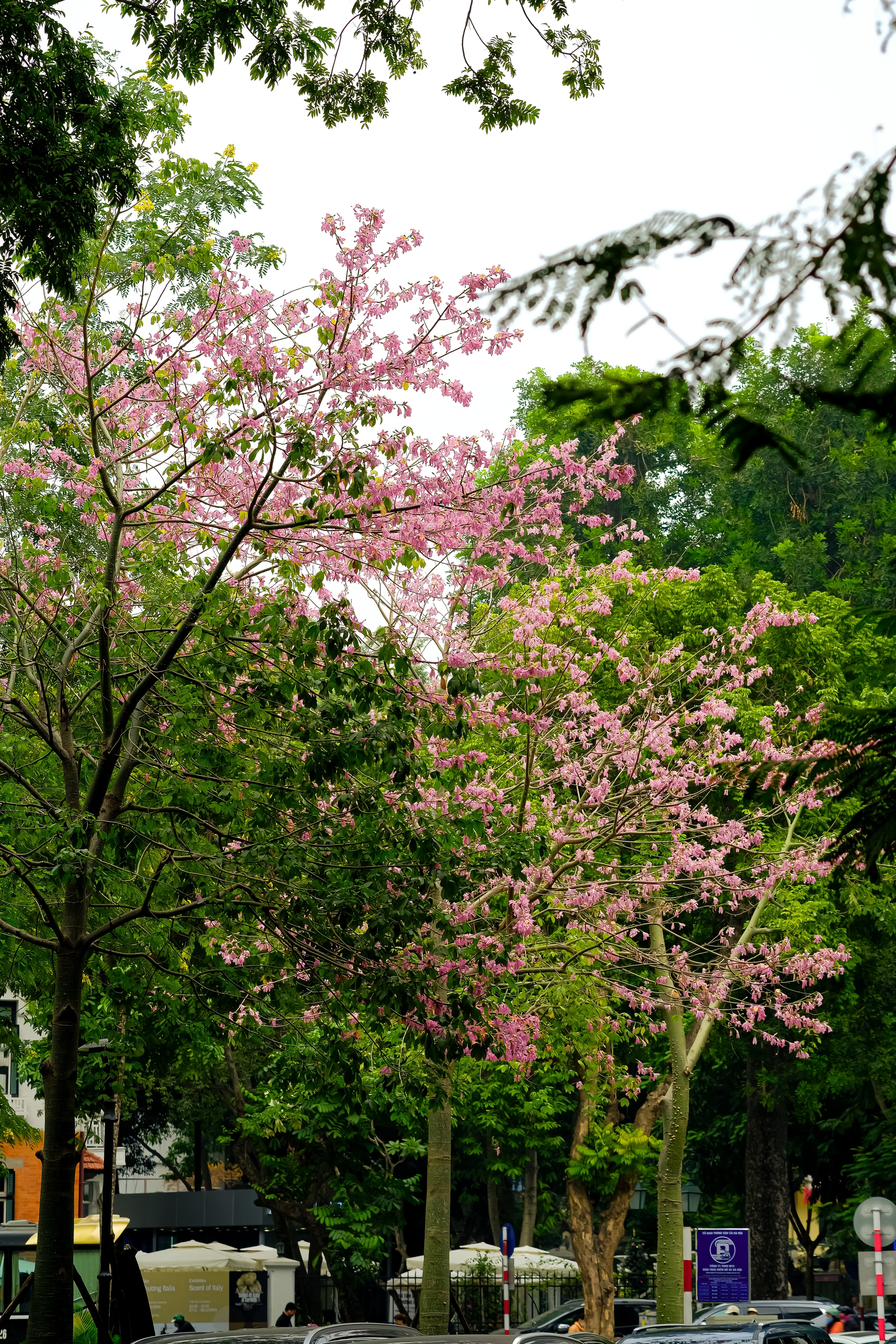 Lo&agrave;i hoa mỹ nh&acirc;n khoe sắc giữa m&ugrave;a đ&ocirc;ng H&agrave; Nội, nhiều người giật m&igrave;nh v&igrave; lần đầu nghe t&ecirc;n- Ảnh 16.