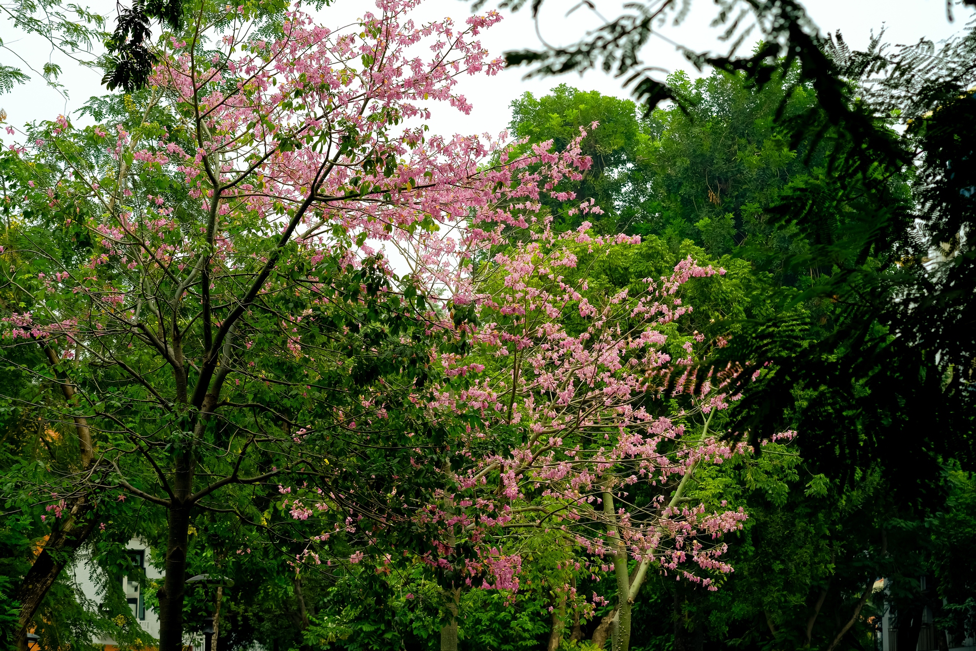 Lo&agrave;i hoa mỹ nh&acirc;n khoe sắc giữa m&ugrave;a đ&ocirc;ng H&agrave; Nội, nhiều người giật m&igrave;nh v&igrave; lần đầu nghe t&ecirc;n- Ảnh 10.