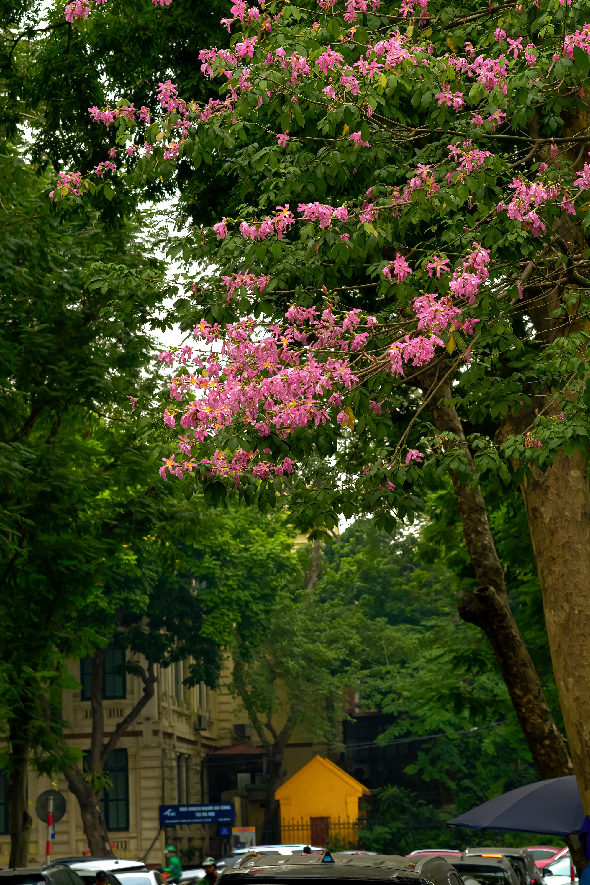 Lo&agrave;i hoa mỹ nh&acirc;n khoe sắc giữa m&ugrave;a đ&ocirc;ng H&agrave; Nội, nhiều người giật m&igrave;nh v&igrave; lần đầu nghe t&ecirc;n- Ảnh 20.