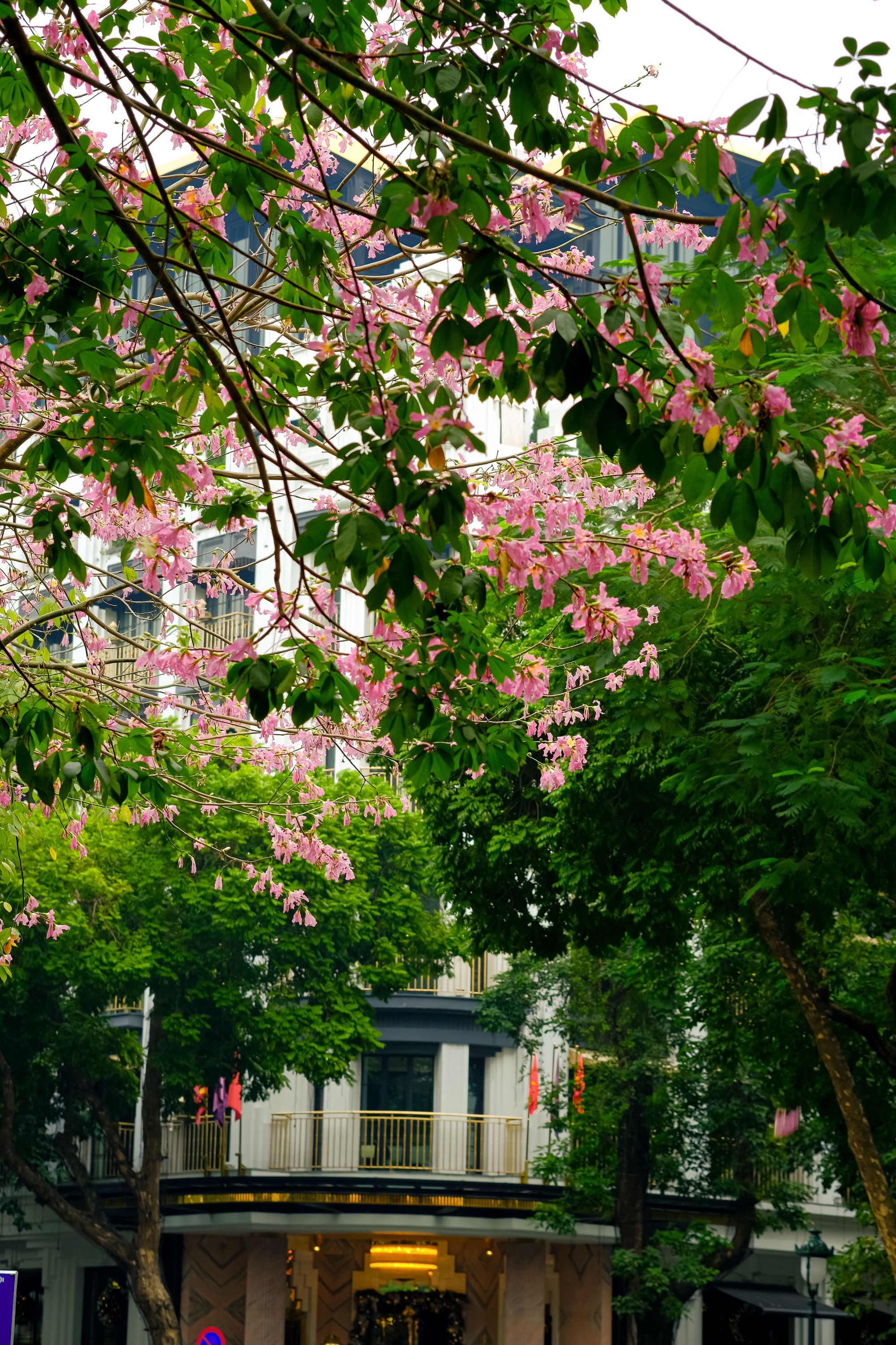 Lo&agrave;i hoa mỹ nh&acirc;n khoe sắc giữa m&ugrave;a đ&ocirc;ng H&agrave; Nội, nhiều người giật m&igrave;nh v&igrave; lần đầu nghe t&ecirc;n- Ảnh 21.