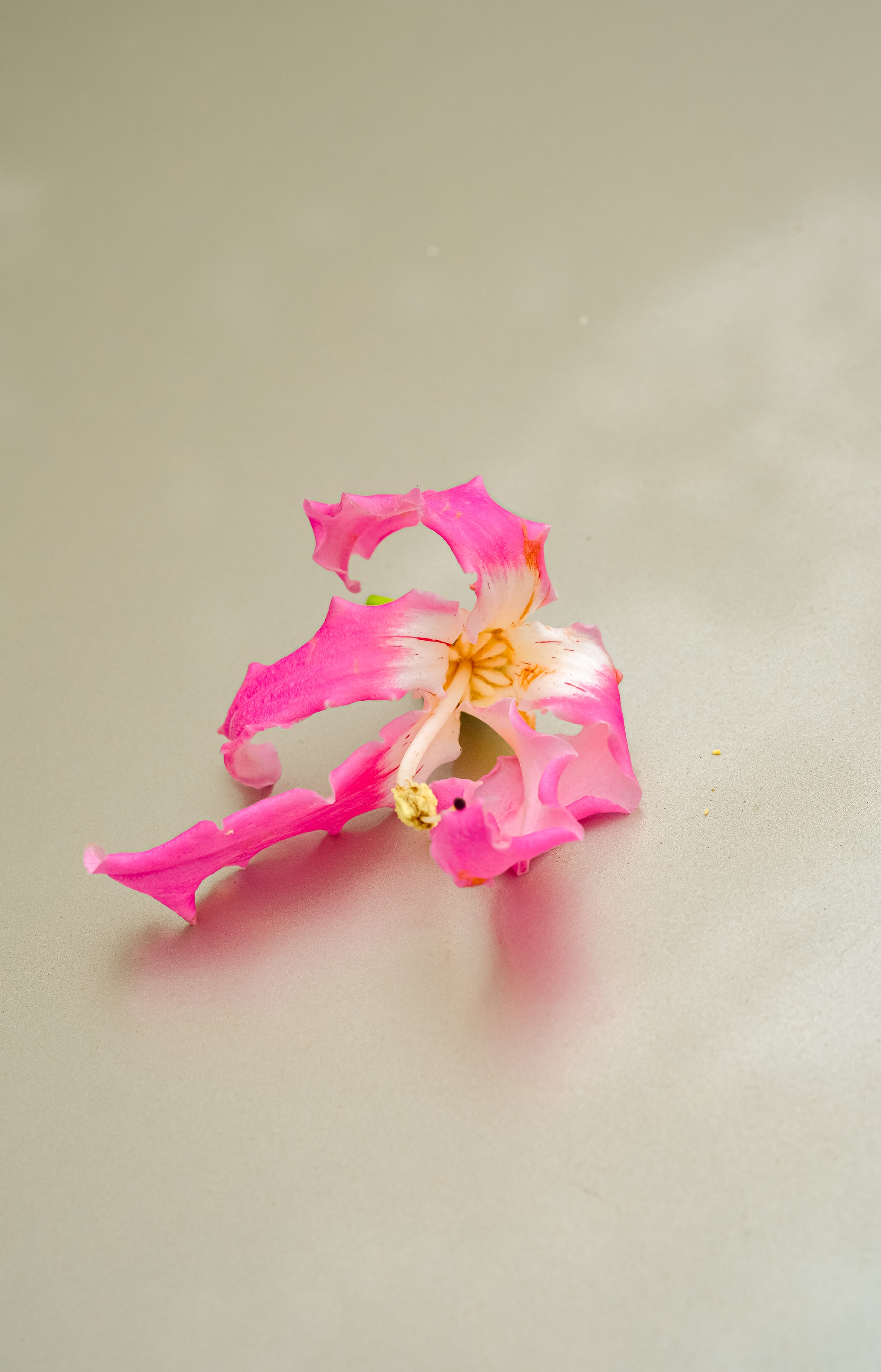 Lo&agrave;i hoa mỹ nh&acirc;n khoe sắc giữa m&ugrave;a đ&ocirc;ng H&agrave; Nội, nhiều người giật m&igrave;nh v&igrave; lần đầu nghe t&ecirc;n- Ảnh 17.