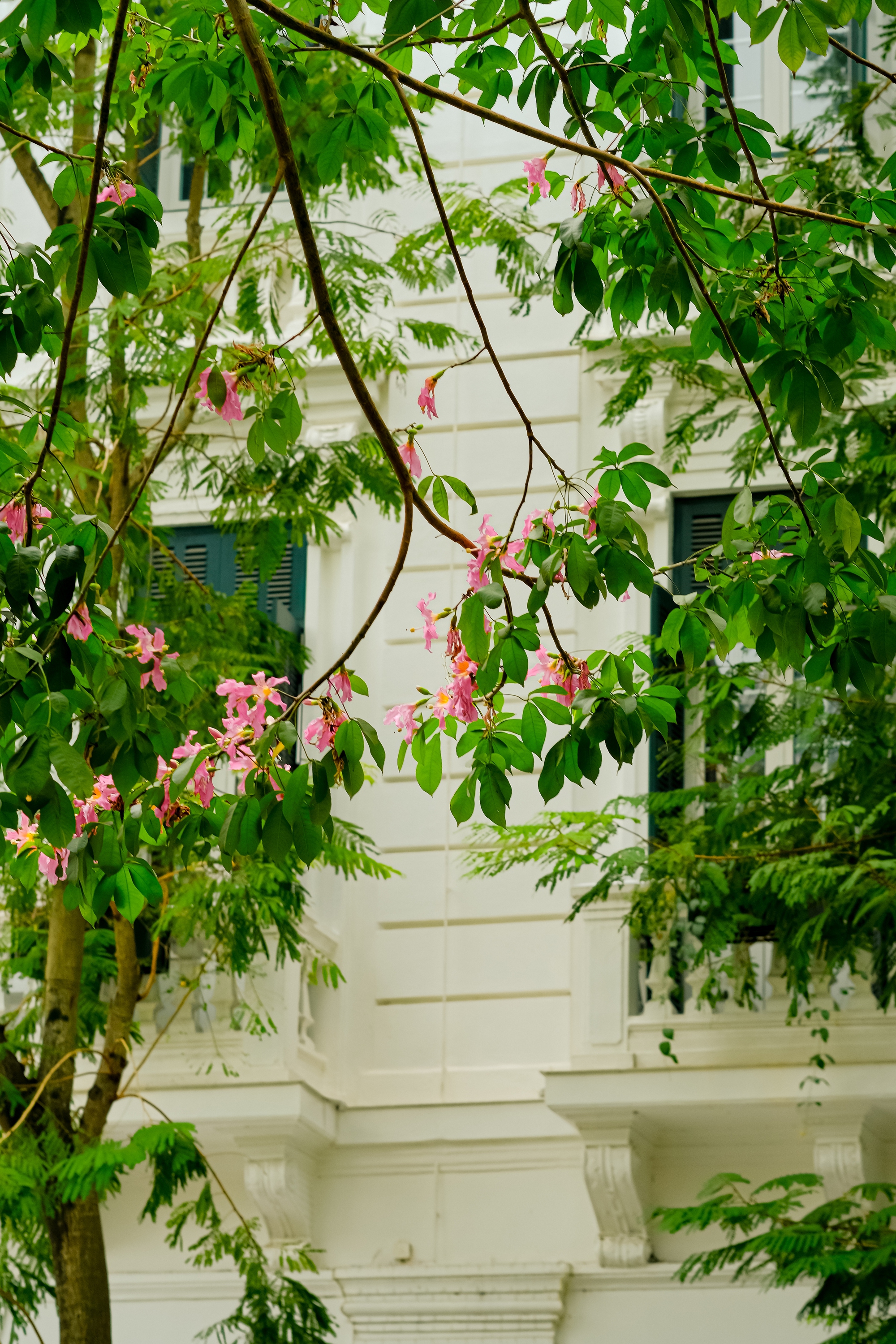 Lo&agrave;i hoa mỹ nh&acirc;n khoe sắc giữa m&ugrave;a đ&ocirc;ng H&agrave; Nội, nhiều người giật m&igrave;nh v&igrave; lần đầu nghe t&ecirc;n- Ảnh 18.