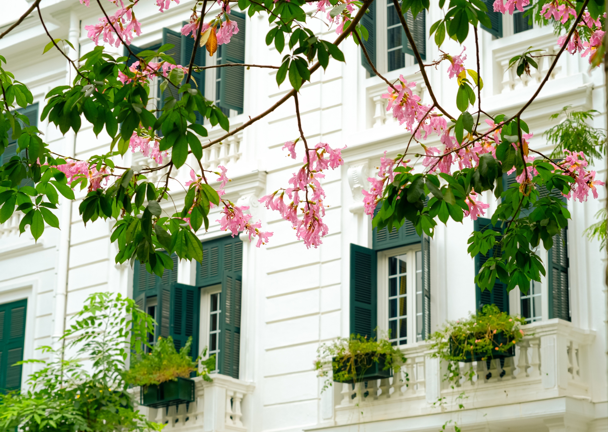 Lo&agrave;i hoa mỹ nh&acirc;n khoe sắc giữa m&ugrave;a đ&ocirc;ng H&agrave; Nội, nhiều người giật m&igrave;nh v&igrave; lần đầu nghe t&ecirc;n- Ảnh 5.