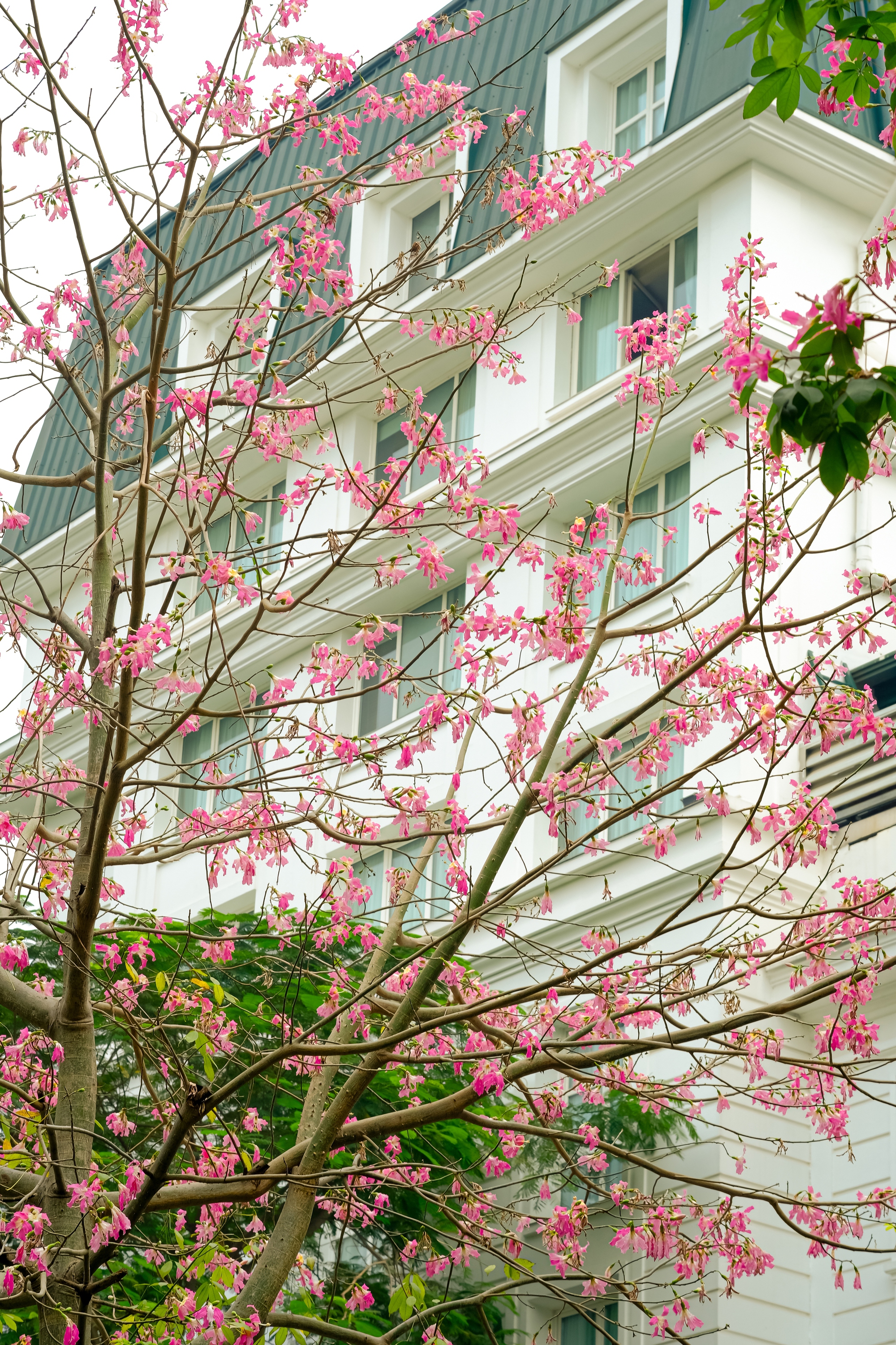 Lo&agrave;i hoa mỹ nh&acirc;n khoe sắc giữa m&ugrave;a đ&ocirc;ng H&agrave; Nội, nhiều người giật m&igrave;nh v&igrave; lần đầu nghe t&ecirc;n- Ảnh 11.