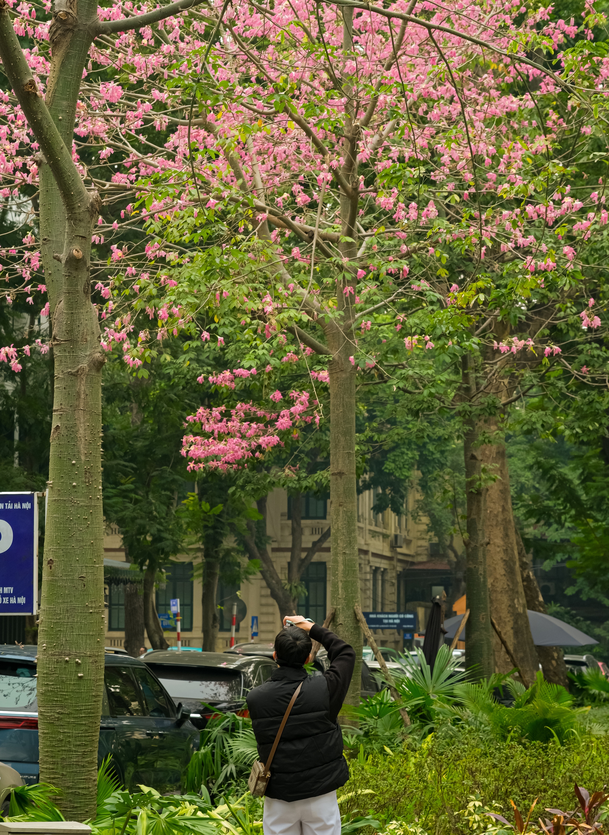 Lo&agrave;i hoa mỹ nh&acirc;n khoe sắc giữa m&ugrave;a đ&ocirc;ng H&agrave; Nội, nhiều người giật m&igrave;nh v&igrave; lần đầu nghe t&ecirc;n- Ảnh 12.