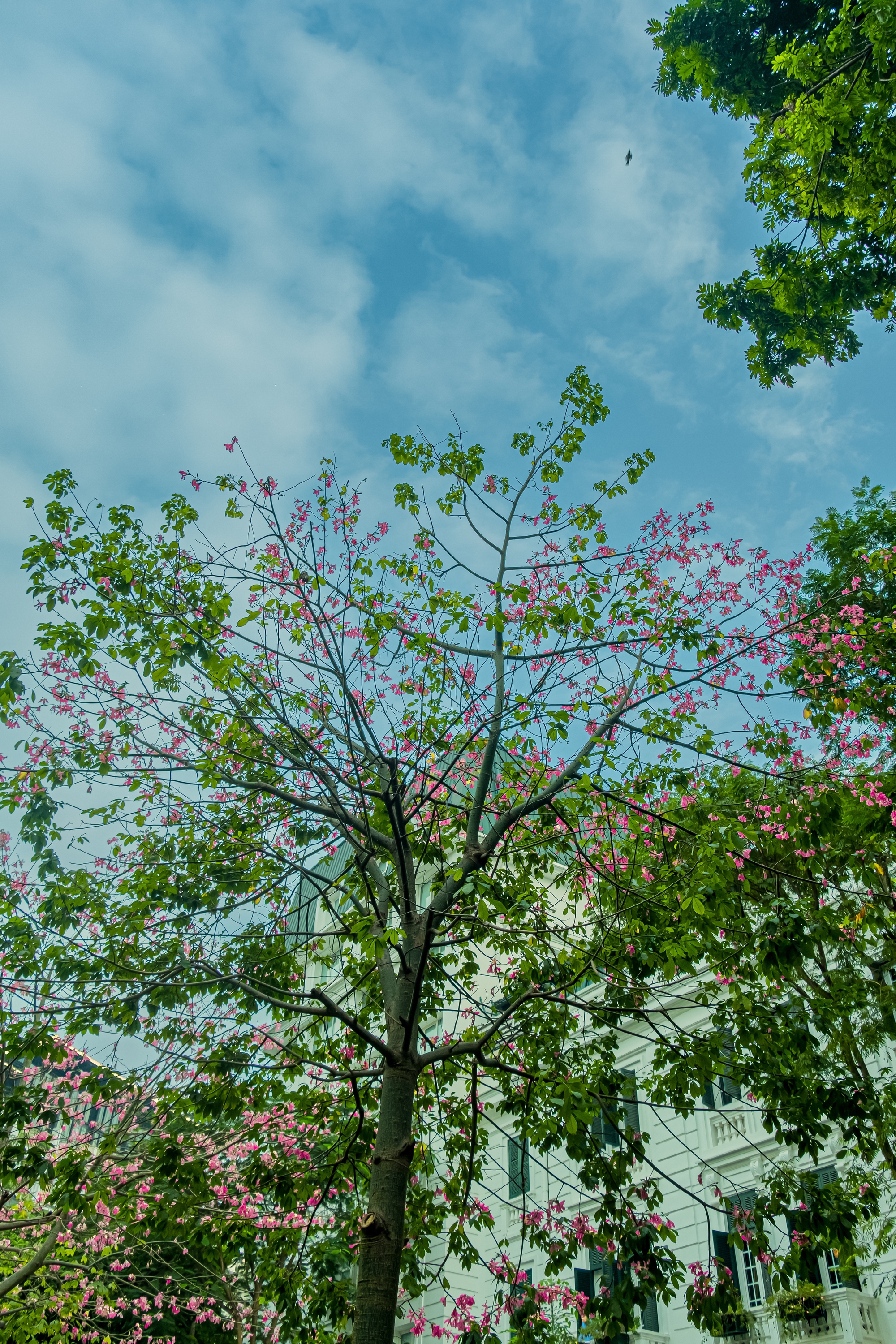 Lo&agrave;i hoa mỹ nh&acirc;n khoe sắc giữa m&ugrave;a đ&ocirc;ng H&agrave; Nội, nhiều người giật m&igrave;nh v&igrave; lần đầu nghe t&ecirc;n- Ảnh 13.