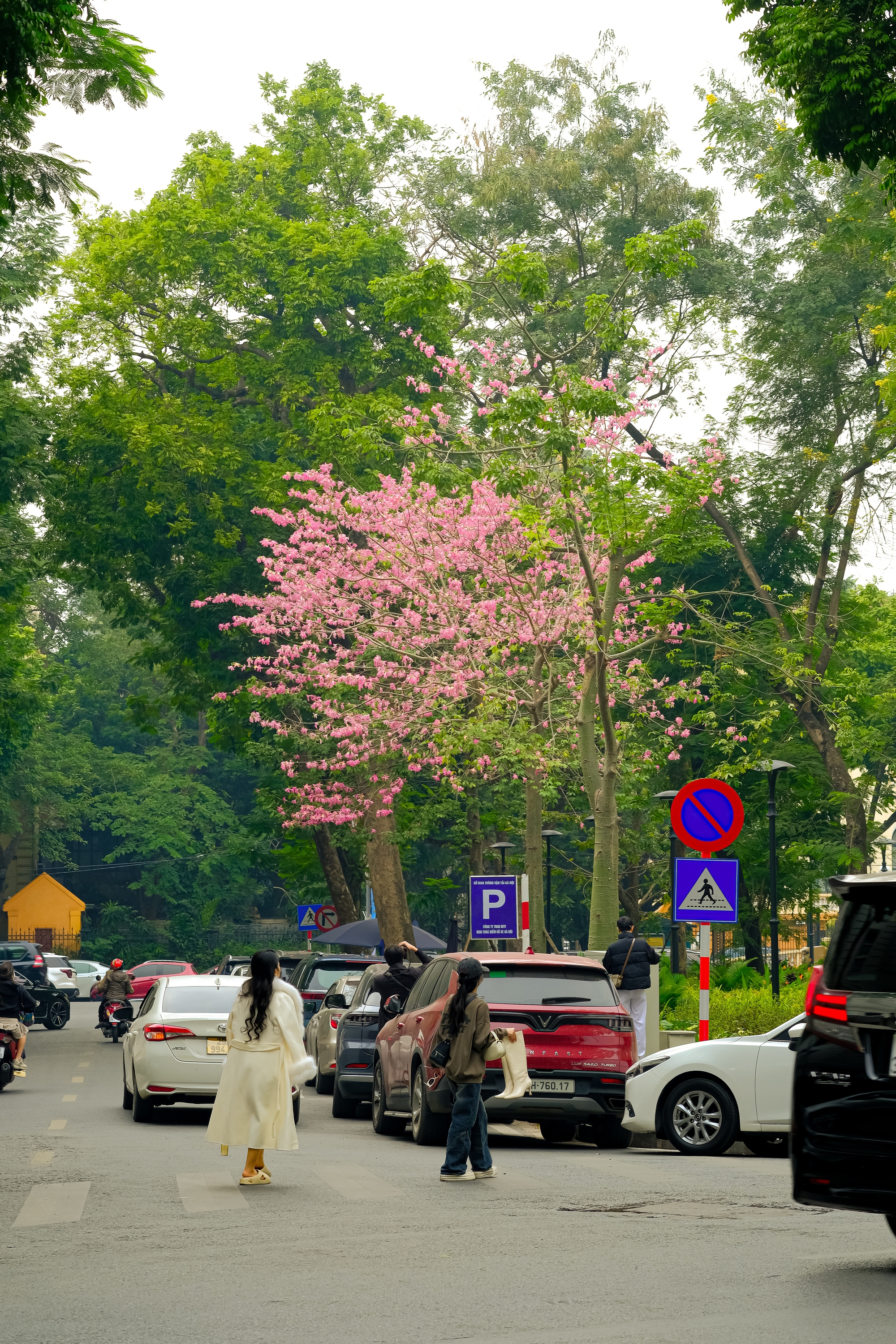 Lo&agrave;i hoa mỹ nh&acirc;n khoe sắc giữa m&ugrave;a đ&ocirc;ng H&agrave; Nội, nhiều người giật m&igrave;nh v&igrave; lần đầu nghe t&ecirc;n- Ảnh 14.