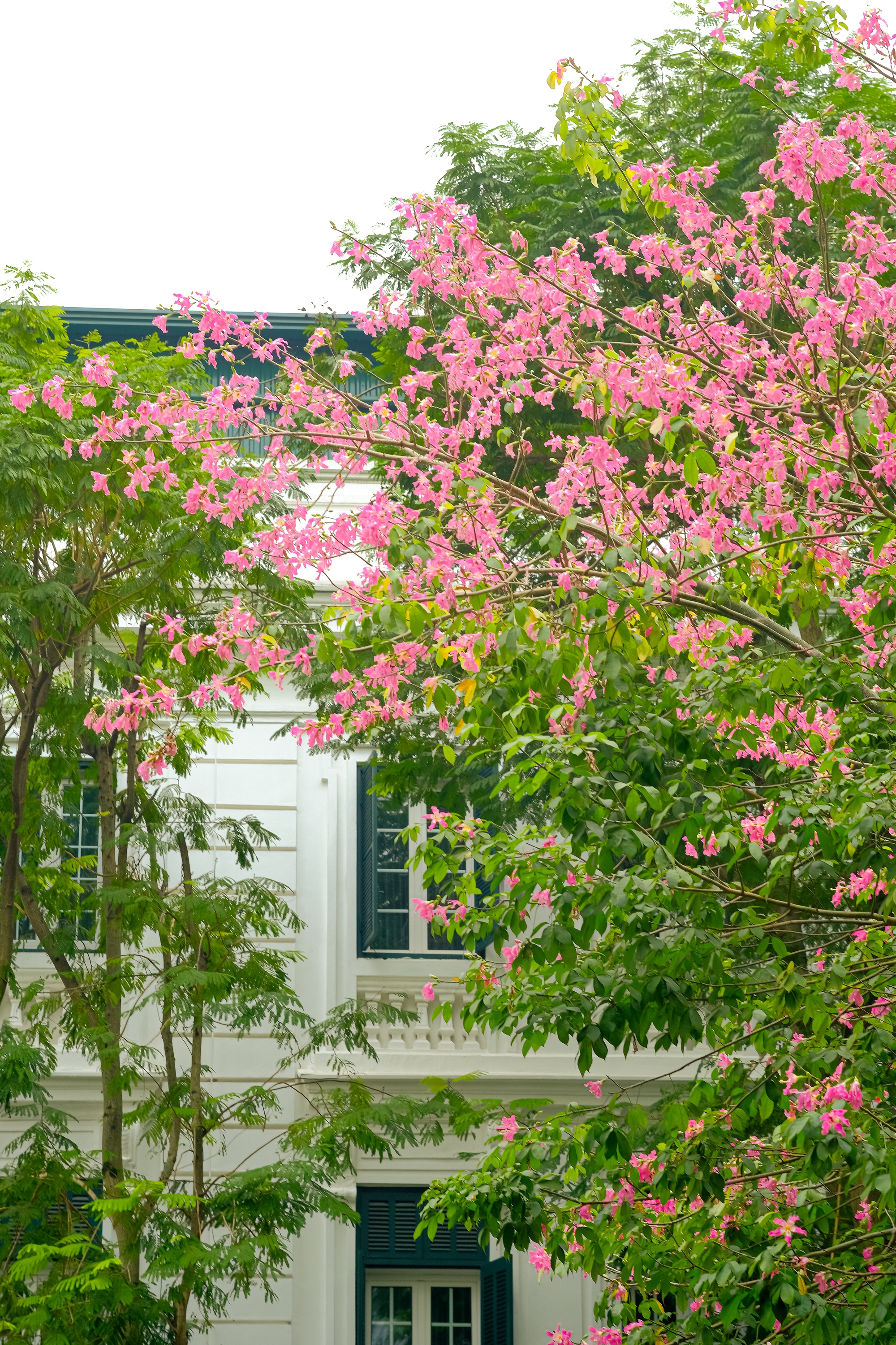 Lo&agrave;i hoa mỹ nh&acirc;n khoe sắc giữa m&ugrave;a đ&ocirc;ng H&agrave; Nội, nhiều người giật m&igrave;nh v&igrave; lần đầu nghe t&ecirc;n- Ảnh 15.