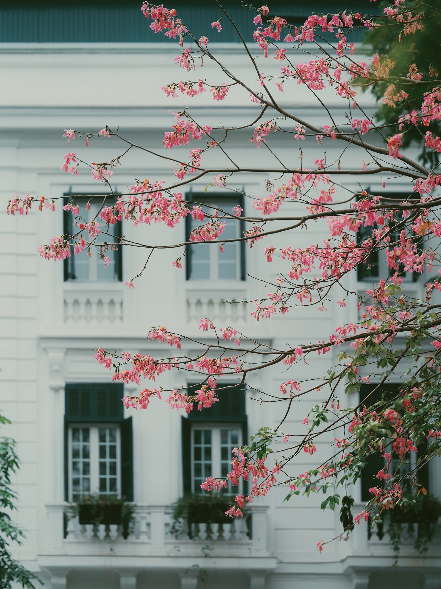 Lo&agrave;i hoa mỹ nh&acirc;n khoe sắc giữa m&ugrave;a đ&ocirc;ng H&agrave; Nội, nhiều người giật m&igrave;nh v&igrave; lần đầu nghe t&ecirc;n- Ảnh 1.