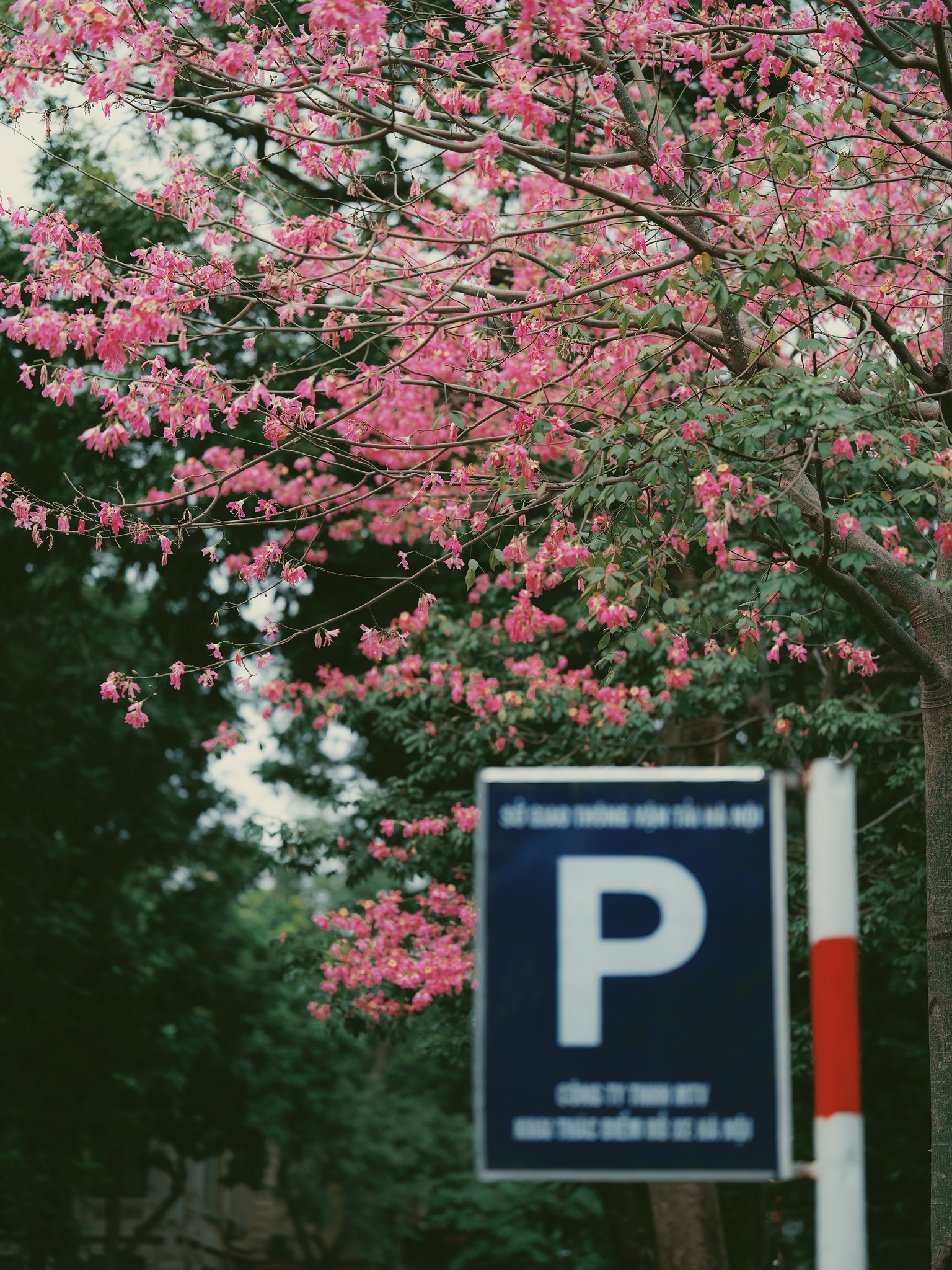 Lo&agrave;i hoa mỹ nh&acirc;n khoe sắc giữa m&ugrave;a đ&ocirc;ng H&agrave; Nội, nhiều người giật m&igrave;nh v&igrave; lần đầu nghe t&ecirc;n- Ảnh 2.