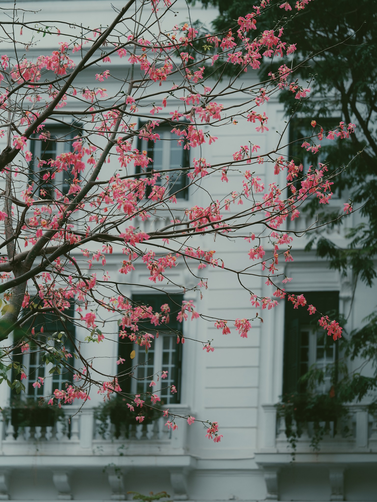 Lo&agrave;i hoa mỹ nh&acirc;n khoe sắc giữa m&ugrave;a đ&ocirc;ng H&agrave; Nội, nhiều người giật m&igrave;nh v&igrave; lần đầu nghe t&ecirc;n- Ảnh 9.