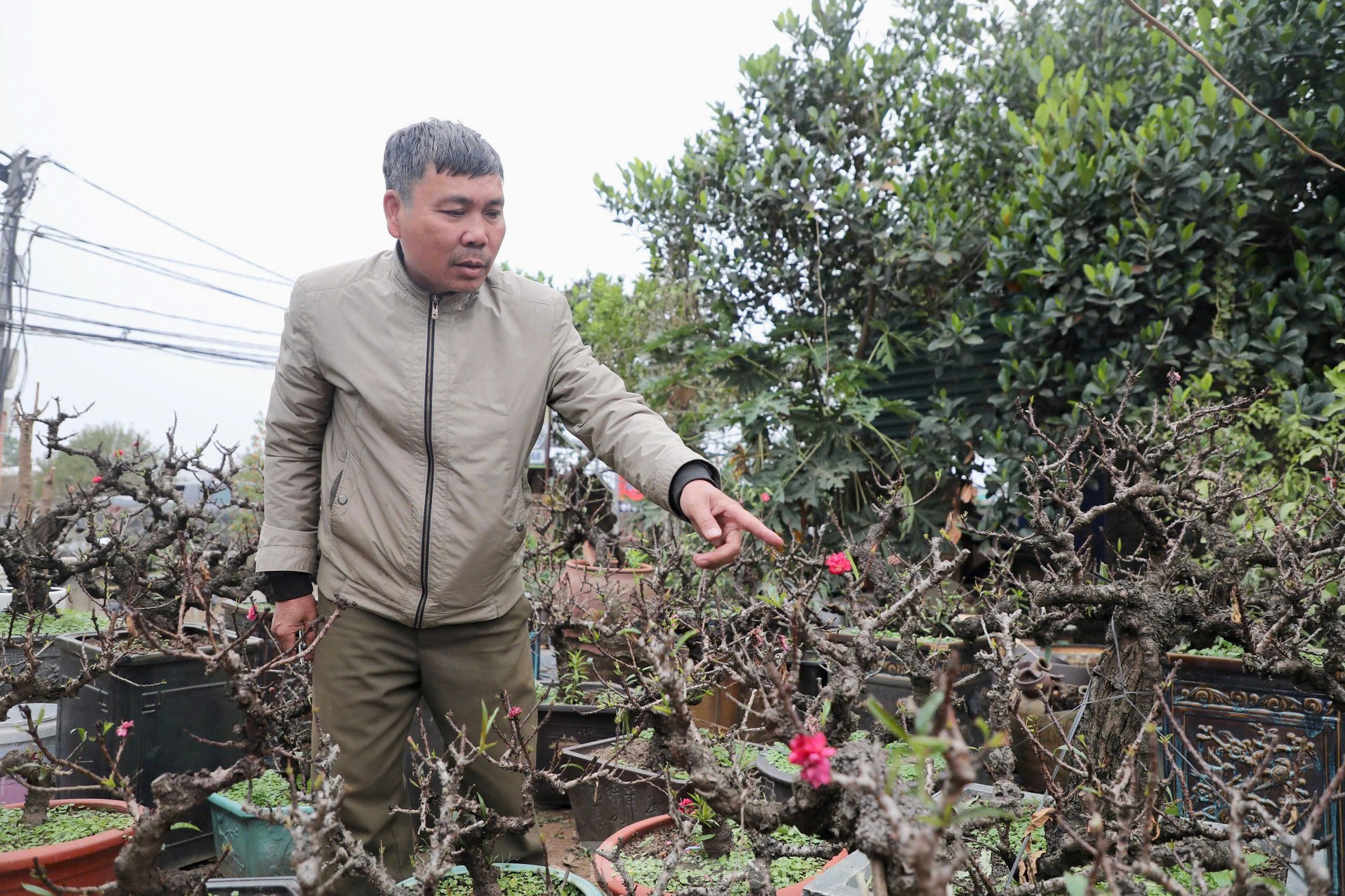 Chiêm ngưỡng 'vua của các loài đào' nằm phòng điều hoà chờ hoa nở đúng dịp Tết Nguyên đán- Ảnh 5.