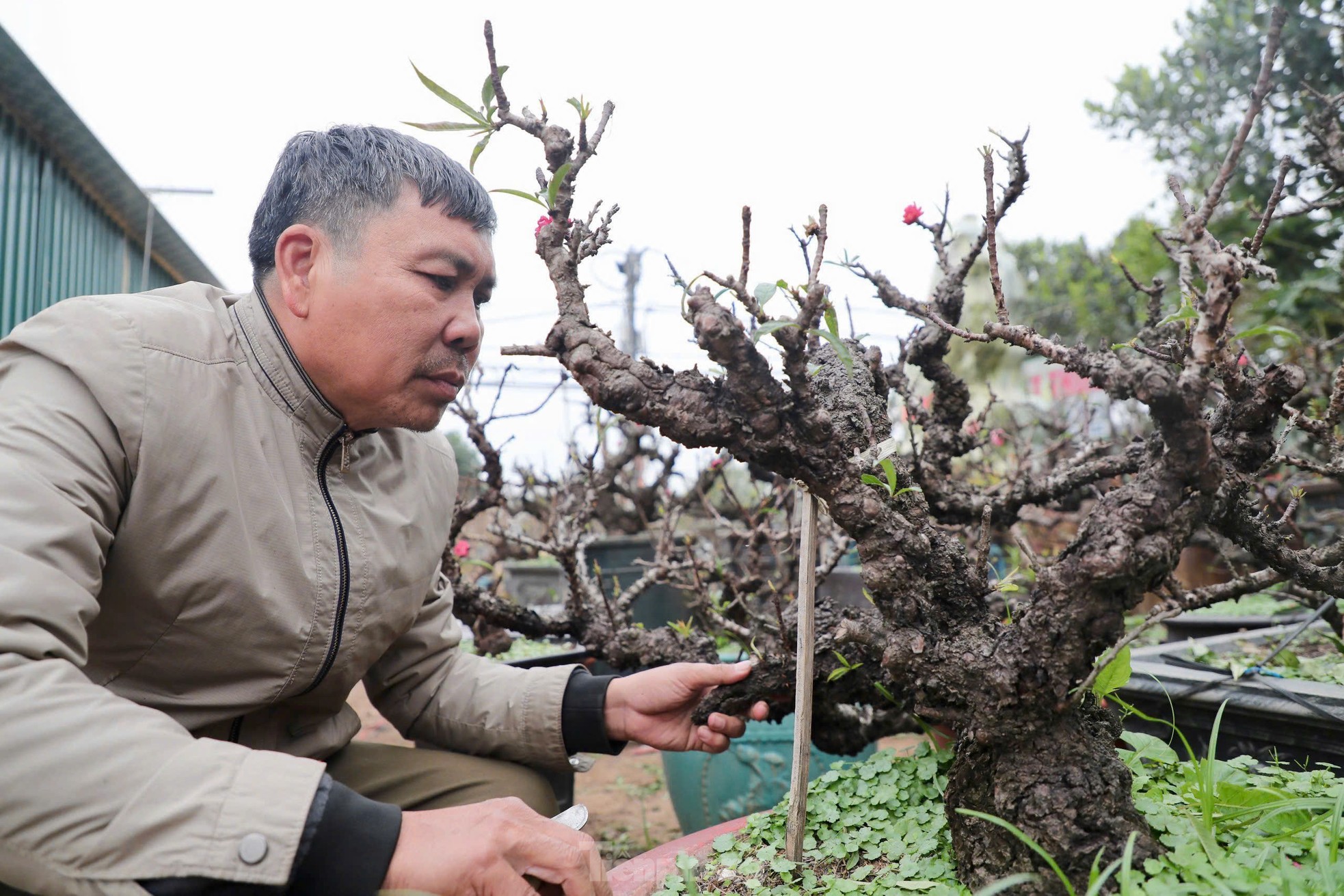 Chiêm ngưỡng 'vua của các loài đào' nằm phòng điều hoà chờ hoa nở đúng dịp Tết Nguyên đán- Ảnh 6.