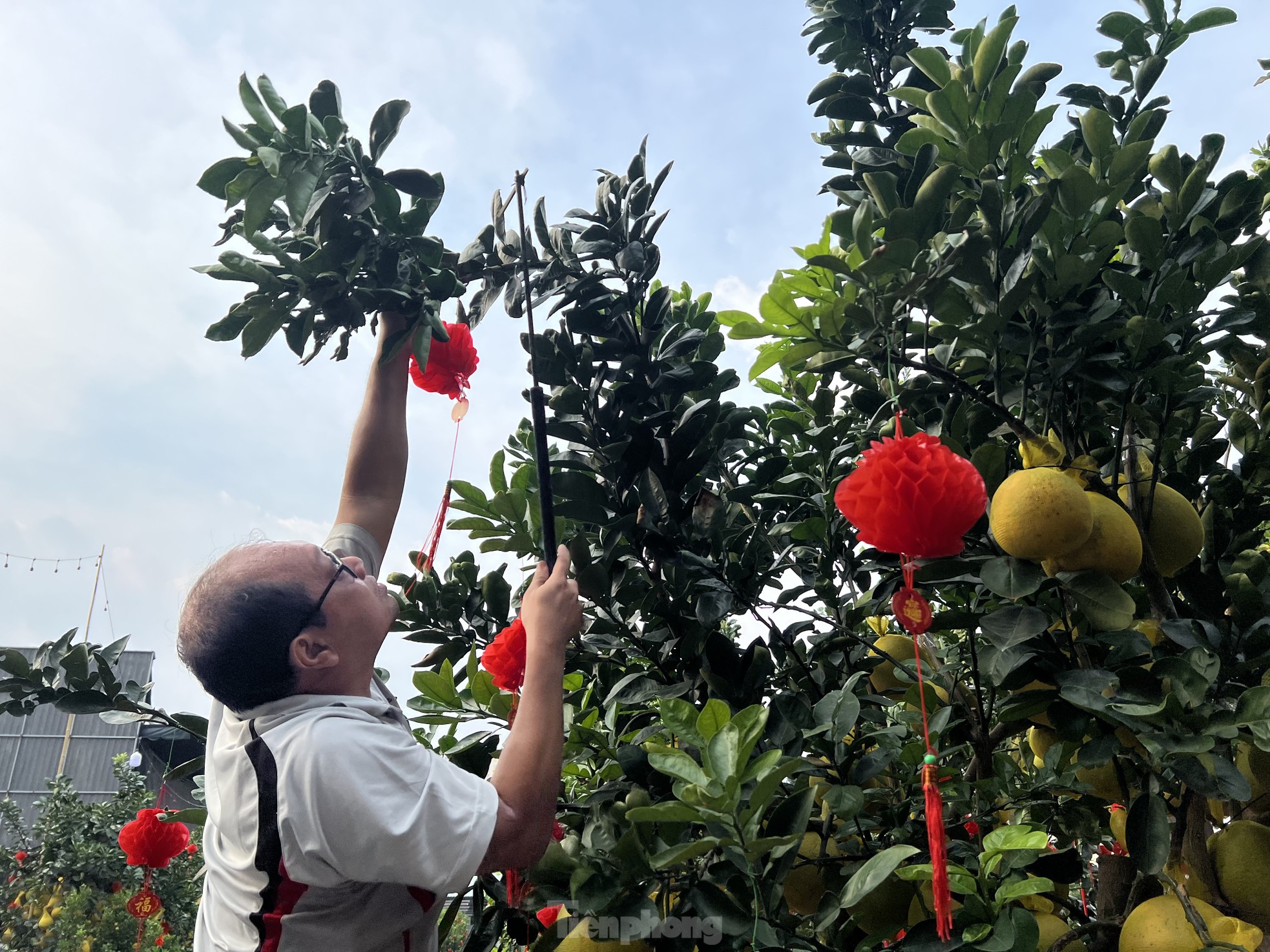 Loại quả từ Bắc vào được thắt nơ, vàng rực và thơm lừng cả con phố ở TPHCM- Ảnh 7.