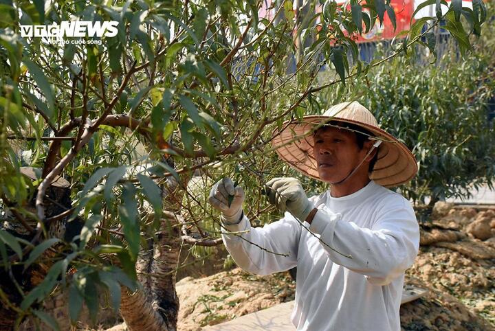 Đào vẫn đang kỳ tuốt lá, khách đã chi hàng chục triệu đồng đặt thuê- Ảnh 2.