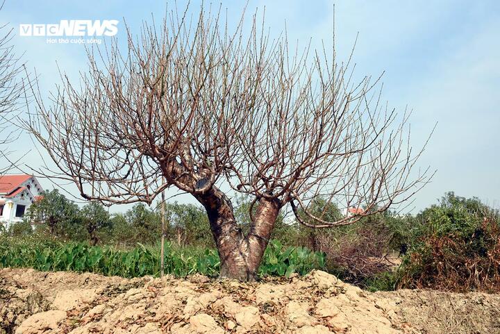 Đào vẫn đang kỳ tuốt lá, khách đã chi hàng chục triệu đồng đặt thuê- Ảnh 5.