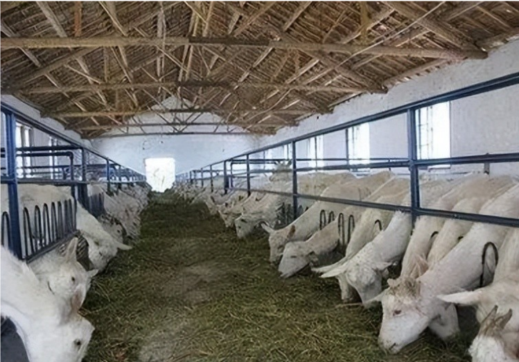 B&aacute;n chuỗi điện m&aacute;y đang ph&aacute;t triển để mua 15.000 mẫu đất sa mạc, 13 năm sau người phụ nữ kiếm gần 1.000 tỷ đồng- Ảnh 4.