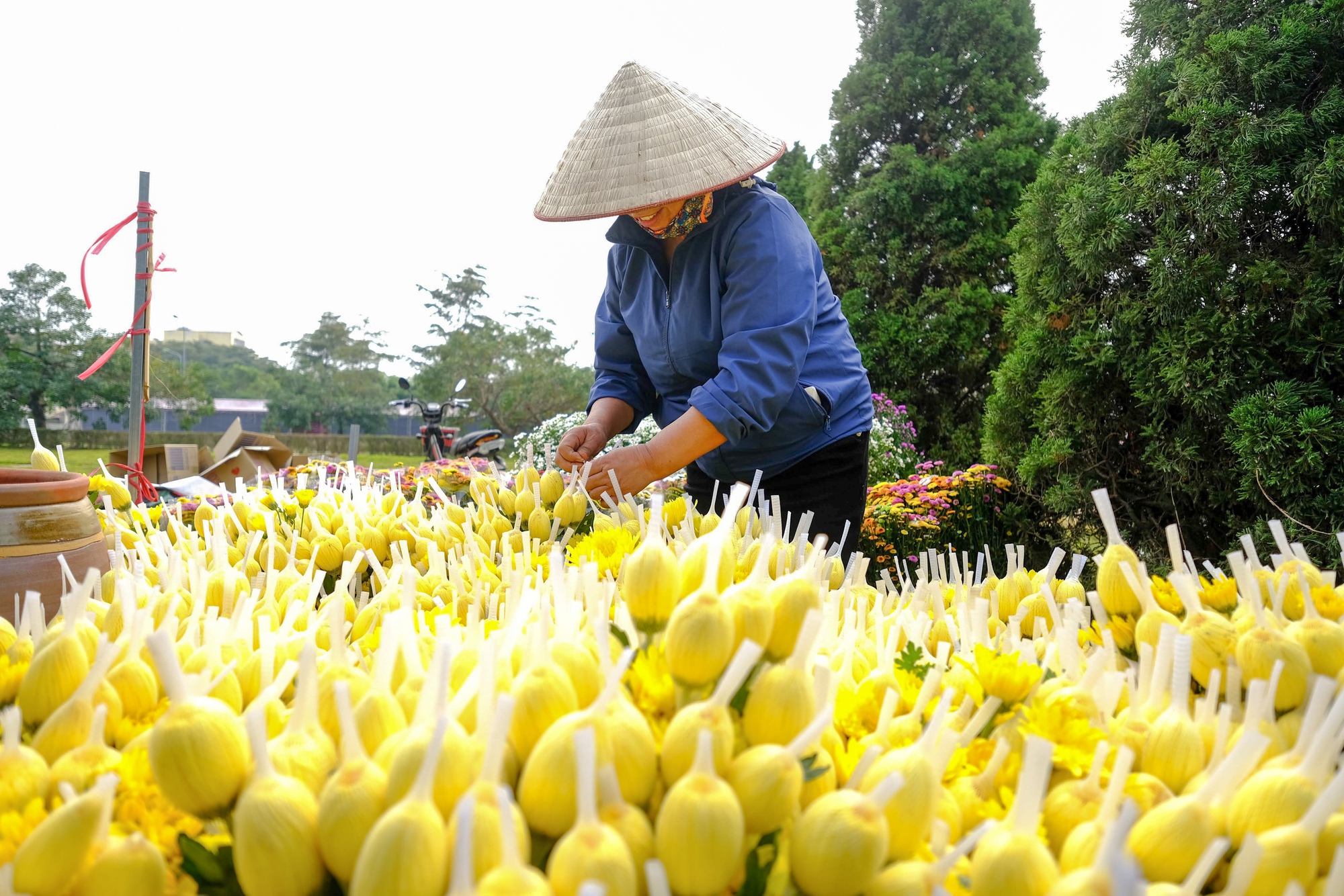 Mê Linh sẵn sàng cho lễ hội hoa lớn nhất miền Bắc- Ảnh 16.