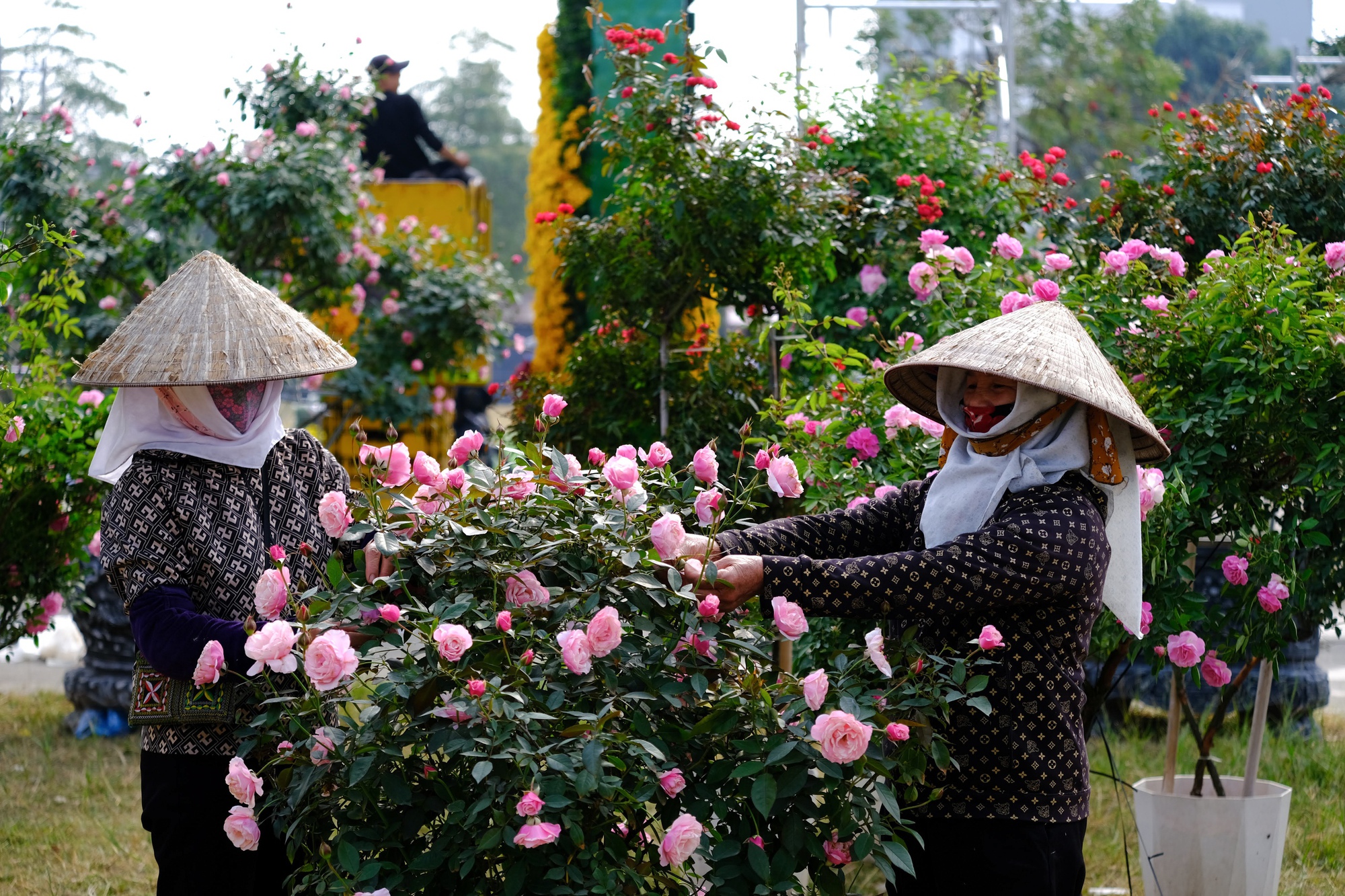 Mê Linh sẵn sàng cho lễ hội hoa lớn nhất miền Bắc- Ảnh 4.