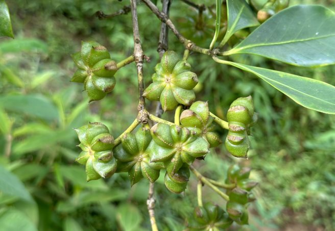 Việt Nam sở hữu loại c&acirc;y ra hoa triệu đ&ocirc; đứng thứ 2 thế giới: Ấn Độ c&oacute; bao nhi&ecirc;u mua bấy nhi&ecirc;u, chỉ rất &iacute;t quốc gia trồng được- Ảnh 1.