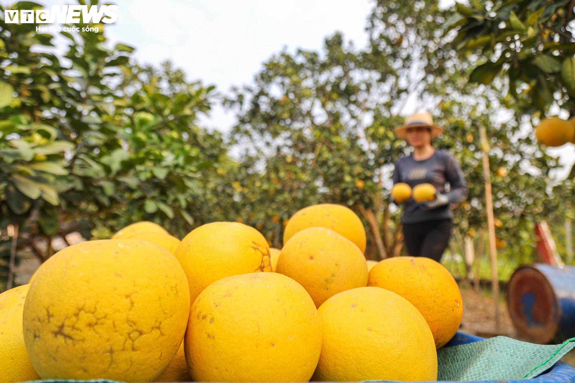 Đặc sản bưởi Diễn chín vàng ruộm, khách Hà Nội đặt mua nguyên cây ăn Tết- Ảnh 6.