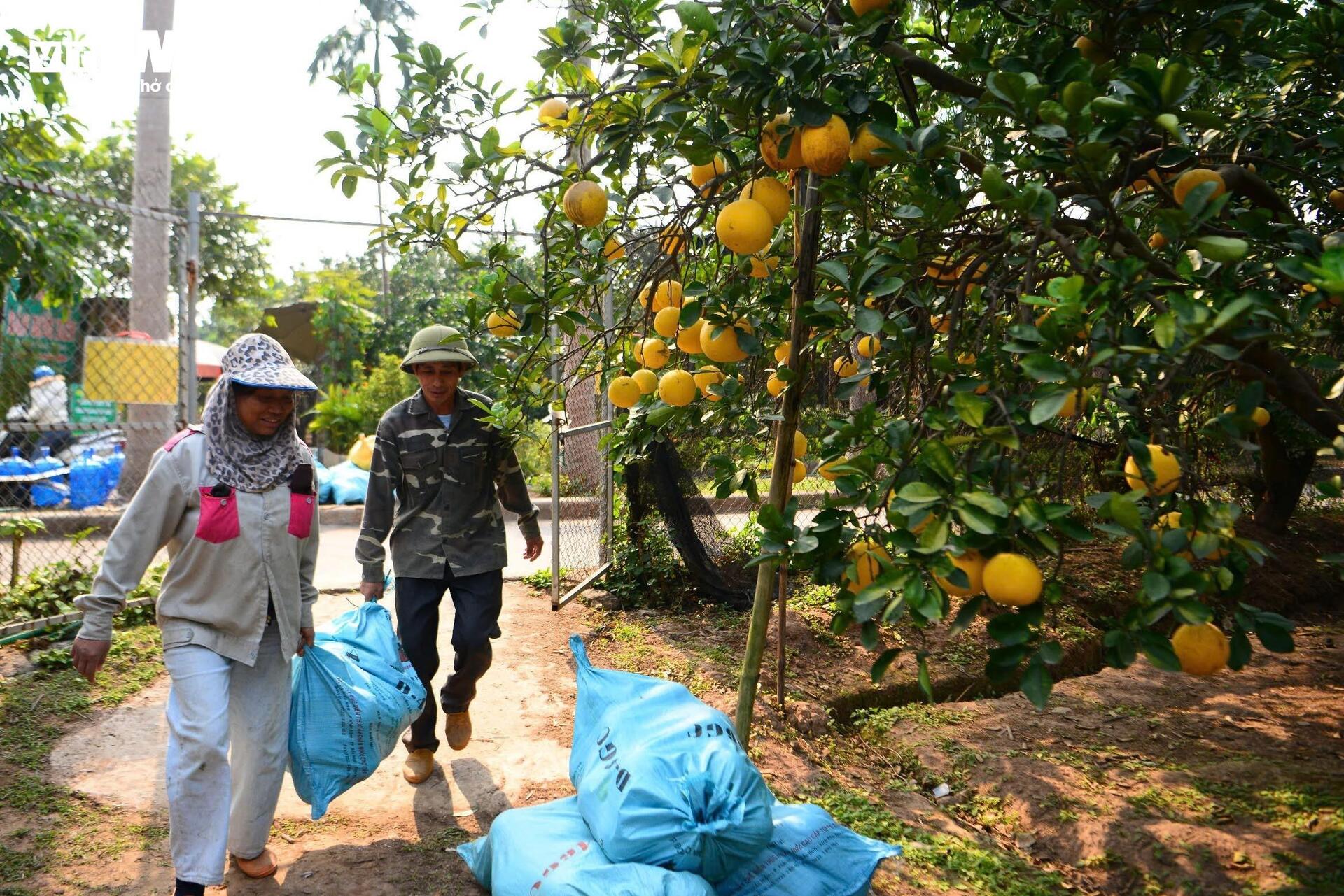 Đặc sản bưởi Diễn chín vàng ruộm, khách Hà Nội đặt mua nguyên cây ăn Tết- Ảnh 13.