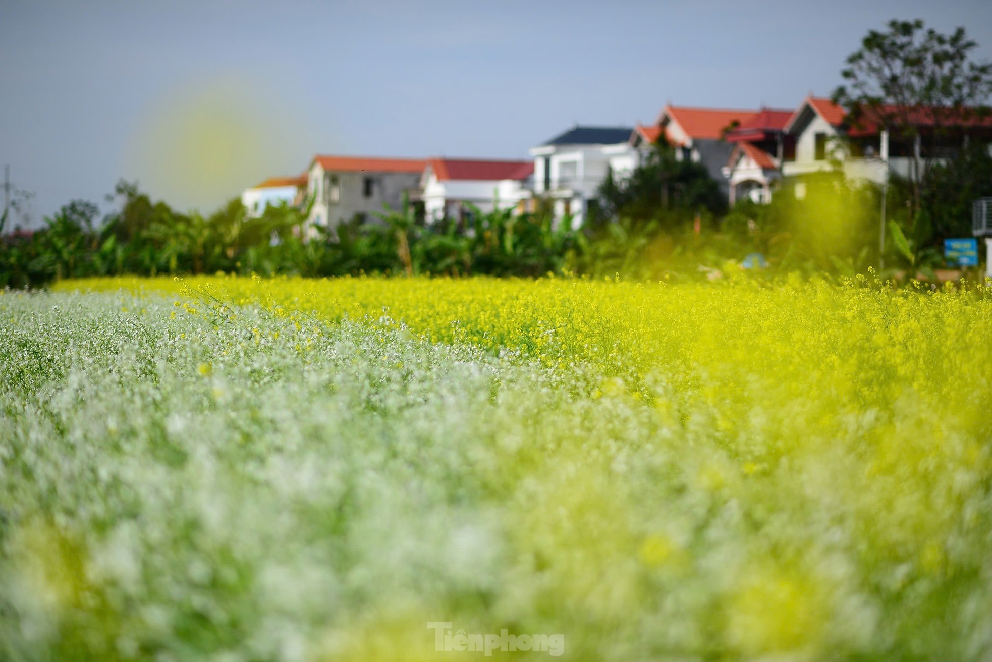 Mê mẩn những mùa hoa gây thương nhớ ở Hà Nội- Ảnh 2.