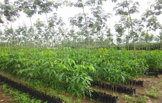 Loại c&acirc;y gỗ qu&yacute; từ Campuchia đổ bộ gi&uacute;p Việt Nam th&agrave;nh &ocirc;ng tr&ugrave;m đứng thứ 3 thế giới: Chi hơn 2 tỷ USD nhập khẩu, nước ta c&oacute; diện t&iacute;ch hơn 900.000 ha- Ảnh 1.
