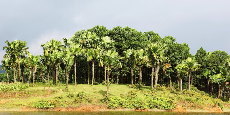 Cọ ỏm: Món ngon thấm đẫm hương quê của người dân đất Tổ- Ảnh 1. Cọ ỏm: Món ngon thấm đẫm hương quê của người dân đất Tổ- Ảnh 1.