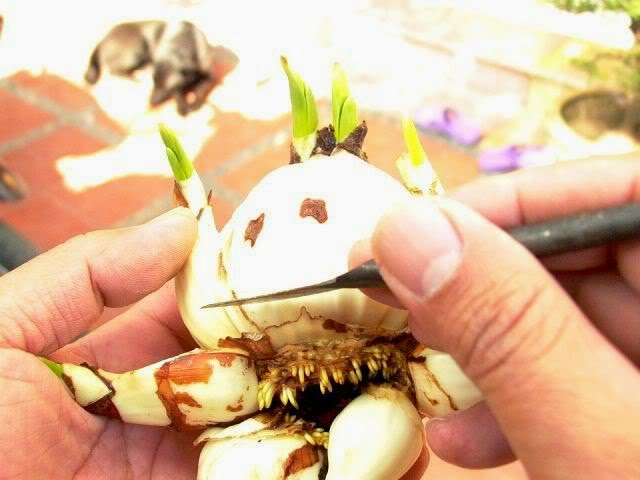 C&aacute;ch chọn mua v&agrave; gọt thủy ti&ecirc;n 