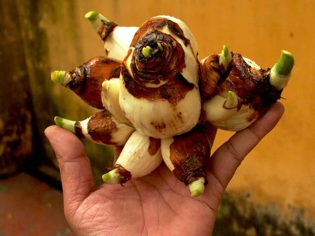 C&aacute;ch chọn mua v&agrave; gọt thủy ti&ecirc;n 