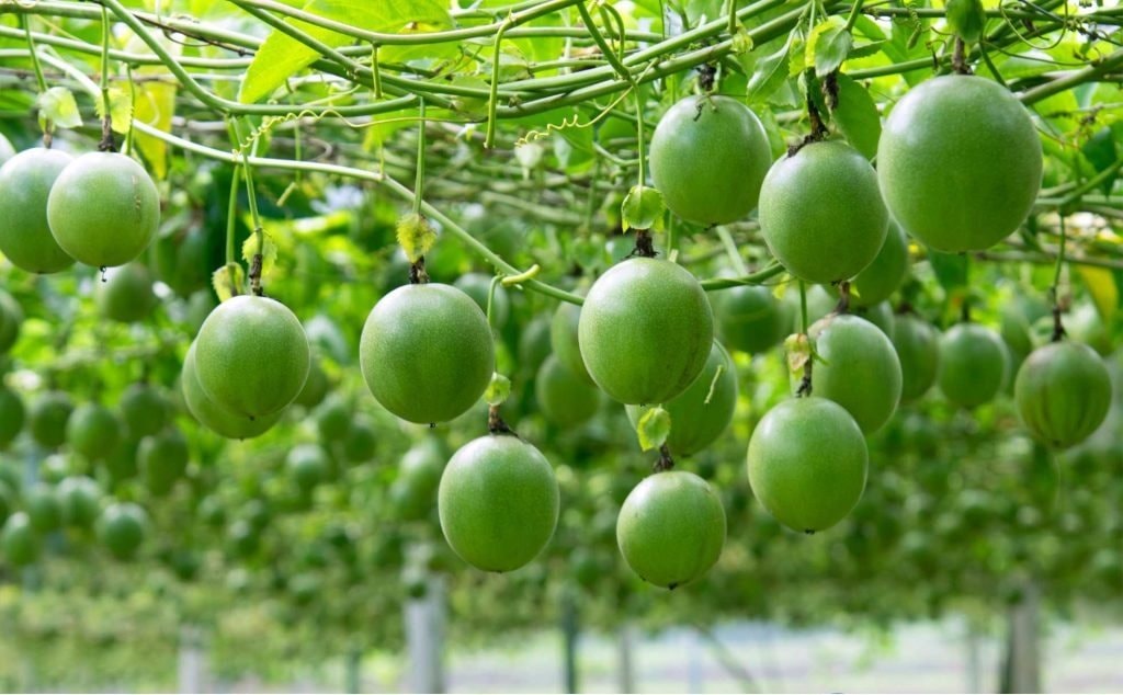 Tin vui: Loại tr&aacute;i c&acirc;y triệu đ&ocirc; Việt Nam lọt top đầu cung ứng to&agrave;n cầu sẽ được "bay" sang Mỹ- Ảnh 1.