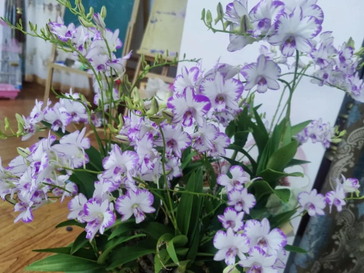 Thợ trồng hoa chỉ ra 7 loại hoa được đánh giá là đắt và khó chăm, không