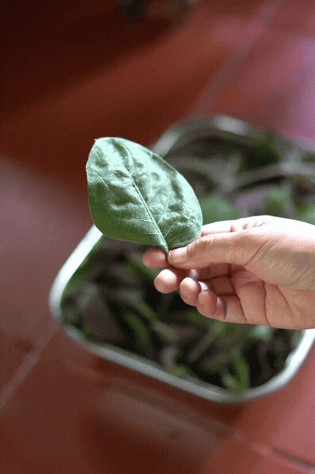 M&oacute;n b&aacute;nh d&acirc;n d&atilde; với c&aacute;i t&ecirc;n c&oacute; thể khiến nhiều người... sợ, nhưng lại được coi l&agrave; đặc sản ở miền T&acirc;y, L&ecirc; Tuấn Khang cũng m&ecirc; mẩn- Ảnh 31.