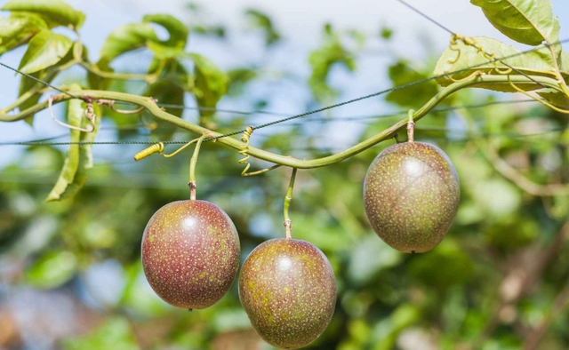 Tin vui: Loại tr&aacute;i c&acirc;y triệu đ&ocirc; Việt Nam lọt top đầu cung ứng to&agrave;n cầu sẽ được "bay" sang Mỹ- Ảnh 3.
