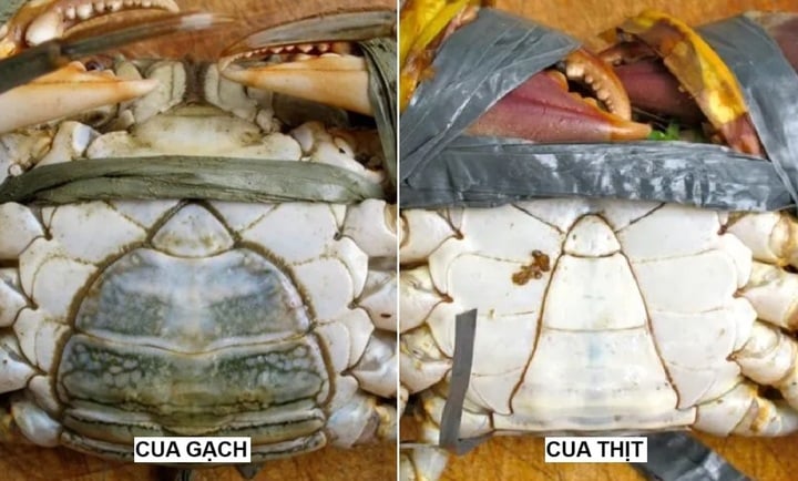 C&aacute;ch ph&acirc;n biệt cua gạch v&agrave; cua thịt- Ảnh 1.