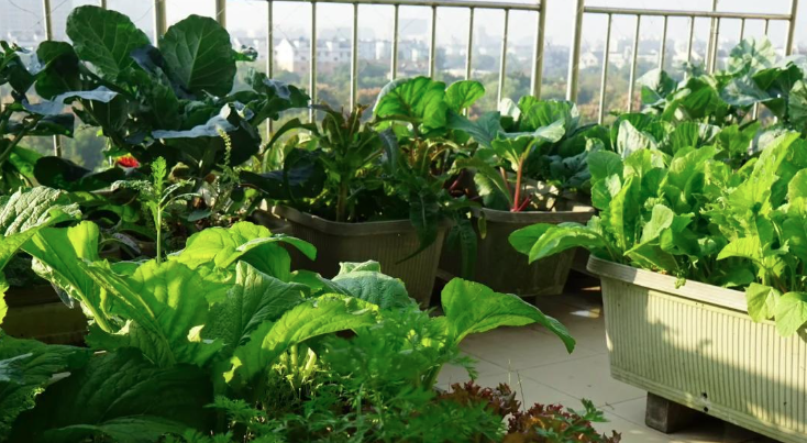 Người phụ nữ trung niên sử dụng sân thượng 20m2 trồng rau, tận dụng từng tấc đất tạo ra sản lượng 1.000 kg mỗi năm- Ảnh 4. Người phụ nữ trung niên sử dụng sân thượng 20m2 trồng rau, tận dụng từng tấc đất tạo ra sản lượng 1.000 kg mỗi năm- Ảnh 4.