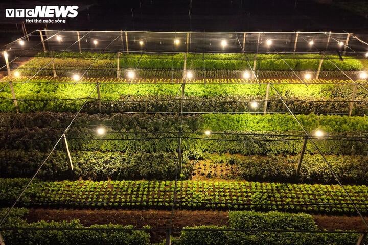 Chong đ&egrave;n xuy&ecirc;n đ&ecirc;m, bắt hoa nở tr&uacute;ng Tết: 'Thủ phủ' hoa H&agrave; Nội huyền ảo h&uacute;t mắt- Ảnh 2.