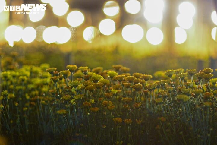 Chong đ&egrave;n xuy&ecirc;n đ&ecirc;m, bắt hoa nở tr&uacute;ng Tết: 'Thủ phủ' hoa H&agrave; Nội huyền ảo h&uacute;t mắt- Ảnh 7.