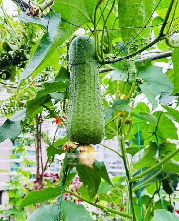 Người phụ nữ trung niên sử dụng sân thượng 20m2 trồng rau, tận dụng từng tấc đất tạo ra sản lượng 1.000 kg mỗi năm- Ảnh 1. Người phụ nữ trung niên sử dụng sân thượng 20m2 trồng rau, tận dụng từng tấc đất tạo ra sản lượng 1.000 kg mỗi năm- Ảnh 1.
