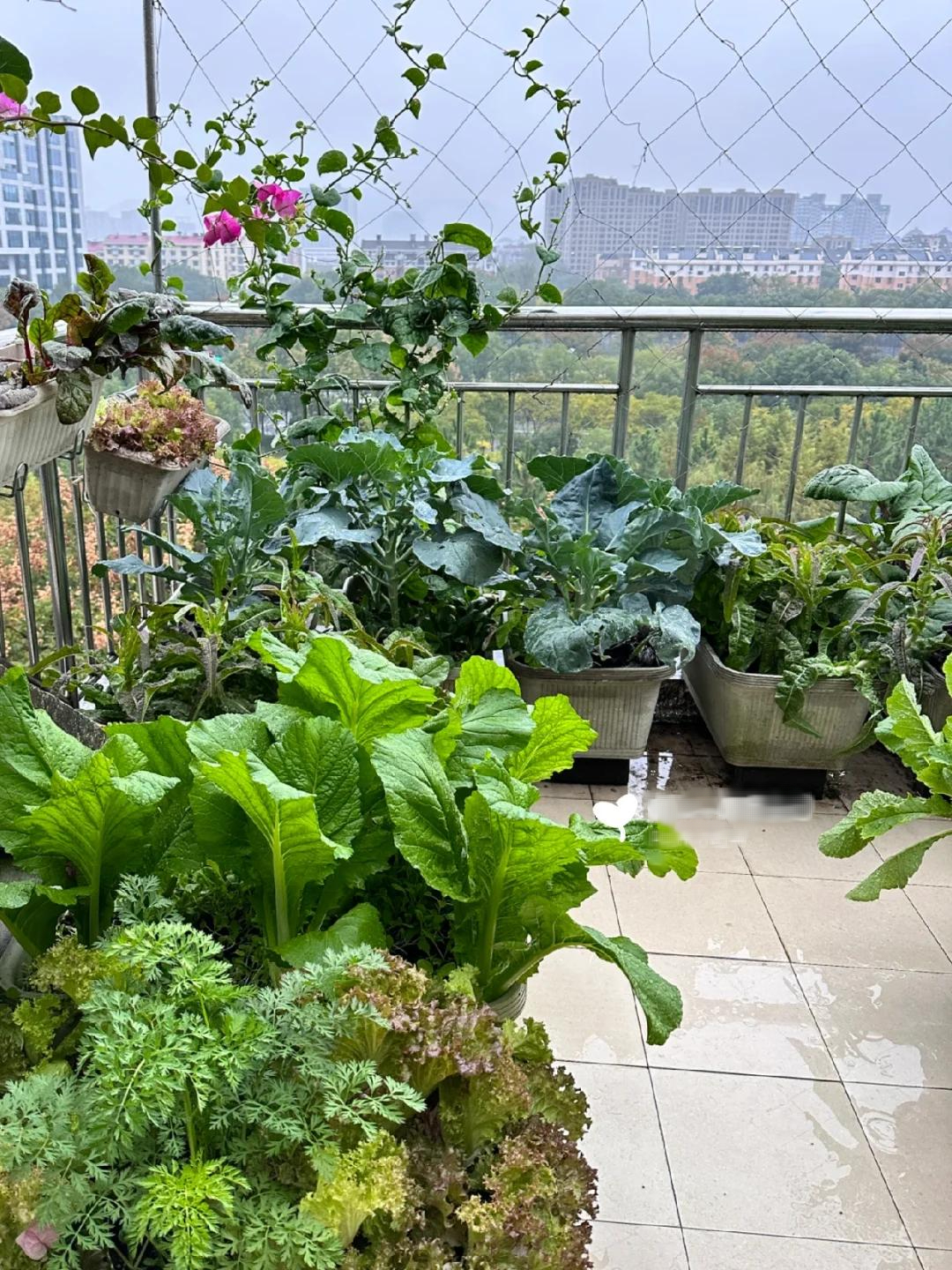 Người phụ nữ trung niên sử dụng sân thượng 20m2 trồng rau, tận dụng từng tấc đất tạo ra sản lượng 1.000 kg mỗi năm- Ảnh 6. Người phụ nữ trung niên sử dụng sân thượng 20m2 trồng rau, tận dụng từng tấc đất tạo ra sản lượng 1.000 kg mỗi năm- Ảnh 6.
