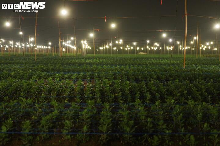 Chong đ&egrave;n xuy&ecirc;n đ&ecirc;m, bắt hoa nở tr&uacute;ng Tết: 'Thủ phủ' hoa H&agrave; Nội huyền ảo h&uacute;t mắt- Ảnh 8.