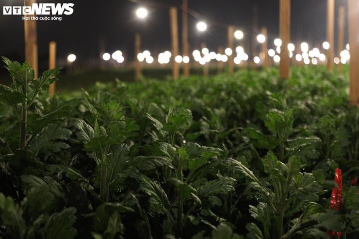 Chong đ&egrave;n xuy&ecirc;n đ&ecirc;m, bắt hoa nở tr&uacute;ng Tết: 'Thủ phủ' hoa H&agrave; Nội huyền ảo h&uacute;t mắt- Ảnh 6.