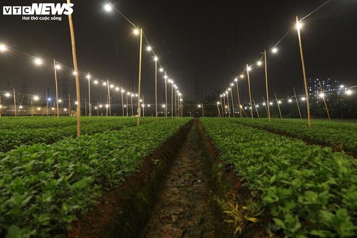 Chong đ&egrave;n xuy&ecirc;n đ&ecirc;m, bắt hoa nở tr&uacute;ng Tết: 'Thủ phủ' hoa H&agrave; Nội huyền ảo h&uacute;t mắt- Ảnh 4.