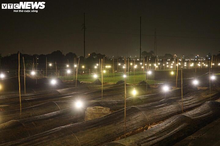 Chong đ&egrave;n xuy&ecirc;n đ&ecirc;m, bắt hoa nở tr&uacute;ng Tết: 'Thủ phủ' hoa H&agrave; Nội huyền ảo h&uacute;t mắt- Ảnh 10.