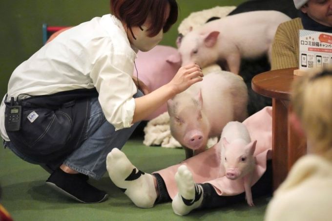 Trào lưu mới 'vô cùng sang chảnh' ở các quán cà phê thời thượng Nhật Bản: Vừa uống cà phê vừa ôm lợn, phản ứng của khách gây ngỡ ngàng